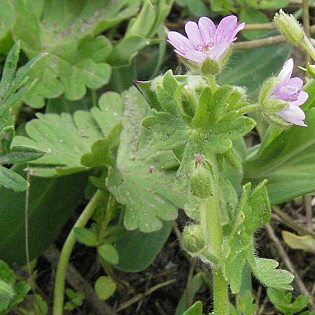 Geranium molle \ Weicher Storchschnabel / Dove-Foot Crane's-Bill, D Mannheim 1.5.2006