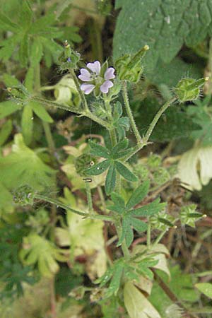 Geranium pusillum \ Kleiner Storchschnabel / Small-Flowered Crane's-Bill, D Lampertheim 15.6.2006