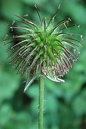 Geum urbanum \ Echte Nelkenwurz / Wood Avens, D Pforzheim 29.6.2006