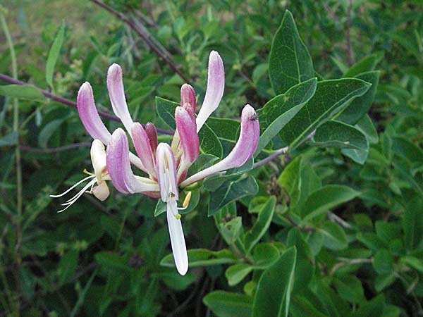 Lonicera periclymenum \ Wald-Geiblatt / Honeysuckle, D Odenwald, Hilsenhain 13.7.2006