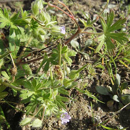 Geranium pusillum \ Kleiner Storchschnabel / Small-Flowered Crane's-Bill, D Waghäusel 30.9.2006
