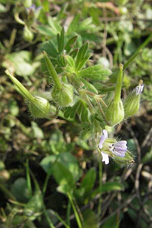 Geranium pusillum \ Kleiner Storchschnabel / Small-Flowered Crane's-Bill, D Waghäusel 30.9.2006
