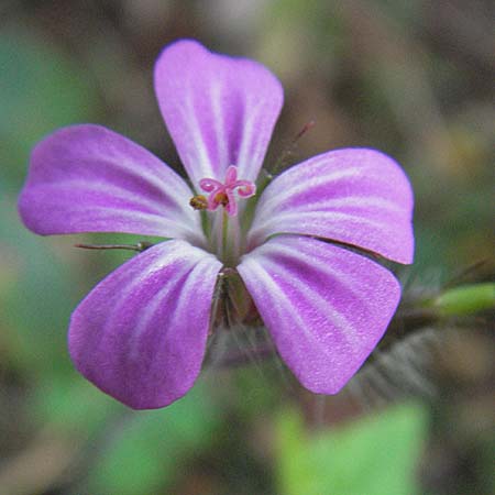 Geranium robertianum \ Stinkender Storchschnabel, Ruprechtskraut / Herb Robert, D Mannheim 26.11.2006