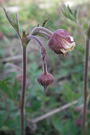 Geum rivale \ Bach-Nelkenwurz / Water Avens, D Villingen-Schwenningen 21.4.2007