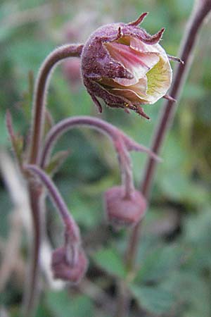 Geum rivale \ Bach-Nelkenwurz / Water Avens, D Villingen-Schwenningen 21.4.2007