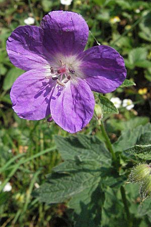Geranium sylvaticum \ Wald-Storchschnabel / Wood Crane's-Bill, D Schwarzwald/Black-Forest, Schönau 28.4.2007