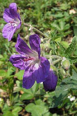Geranium sylvaticum \ Wald-Storchschnabel / Wood Crane's-Bill, D Schwarzwald/Black-Forest, Schönau 28.4.2007