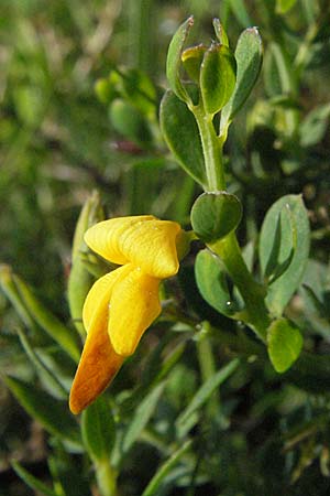 Genista anglica \ Englischer Ginster / Petty Whin, D Schwarzwald/Black-Forest, Schönau 18.5.2007