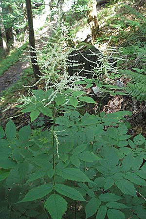 Aruncus dioicus \ Wald-Geibart, D Schwarzwald, Feldberg 24.6.2007
