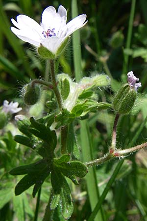 Geranium molle \ Weicher Storchschnabel / Dove-Foot Crane's-Bill, D Waghäusel-Wiesental 3.5.2008