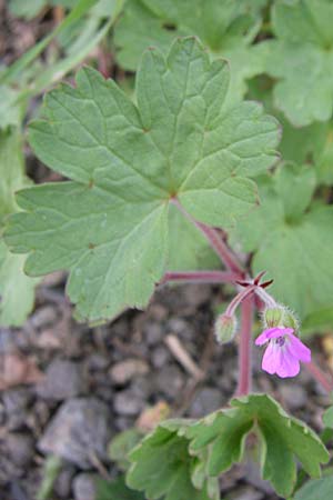 Geranium rotundifolium \ Rundblttriger Storchschnabel / Round-Leaved Crane's-Bill, D Grünstadt-Asselheim 4.5.2008