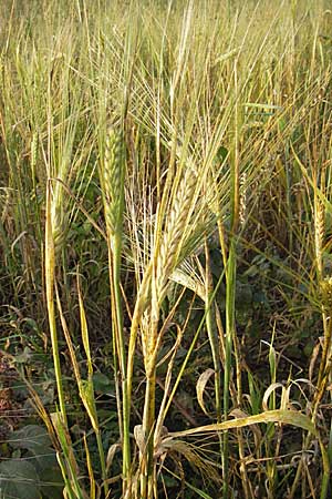 Hordeum vulgare \ Brau-Gerste, Mehrzeilige Gerste / Six-Rowed Barley, D Weinheim an der Bergstraße 13.10.2008