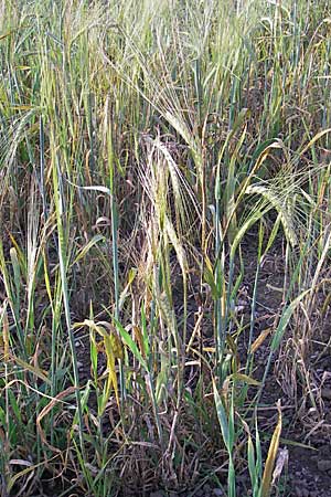 Hordeum vulgare \ Brau-Gerste, Mehrzeilige Gerste / Six-Rowed Barley, D Weinheim an der Bergstraße 13.10.2008