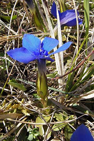 Gentiana verna \ Frhlings-Enzian / Spring Gentian, D Augsburg 18.4.2009