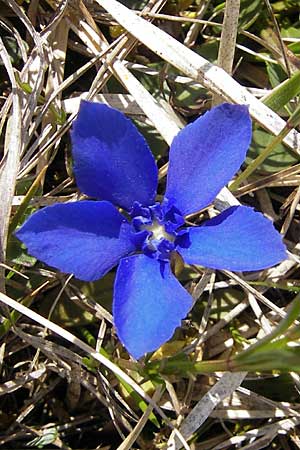 Gentiana verna \ Frhlings-Enzian / Spring Gentian, D Augsburg 18.4.2009