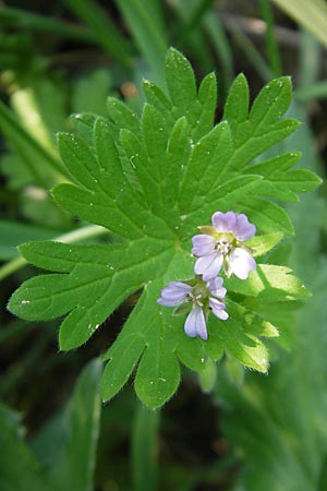 Geranium pusillum \ Kleiner Storchschnabel / Small-Flowered Crane's-Bill, D Mannheim 1.5.2009