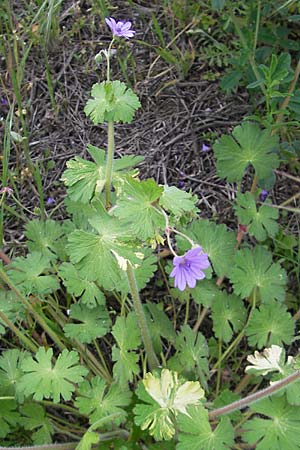 Geranium pyrenaicum \ Pyrenen-Storchschnabel / Hedge-Row Crane's-Bill, D Mannheim 6.5.2009