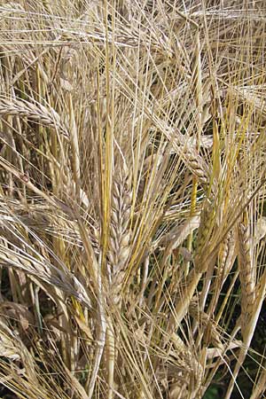 Hordeum vulgare \ Brau-Gerste, Mehrzeilige Gerste / Six-Rowed Barley, D Botan. Gar.  Universit.  Mainz 11.7.2009