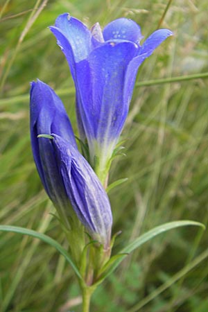 Gentiana pneumonanthe \ Lungen-Enzian / Marsh Gentian, D Pfalz, Speyer 22.7.2009