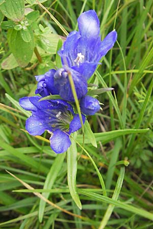 Gentiana pneumonanthe \ Lungen-Enzian / Marsh Gentian, D Pfalz, Speyer 22.7.2009