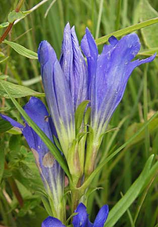 Gentiana pneumonanthe \ Lungen-Enzian / Marsh Gentian, D Pfalz, Speyer 22.7.2009