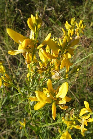 Genista tinctoria \ Frber-Ginster / Dyer's Greenweed, D Groß-Gerau 31.8.2009