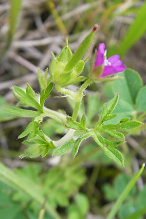 Geranium dissectum \ Schlitzblttriger Storchschnabel / Cut-Leaved Crane's-Bill, D Callbach 15.5.2010
