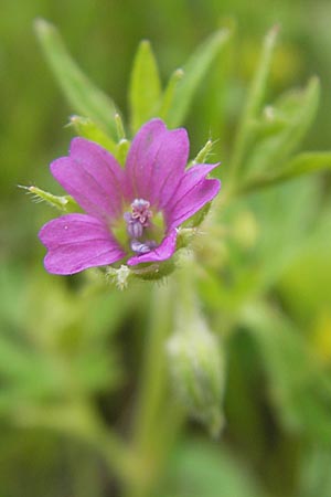 Geranium dissectum \ Schlitzblttriger Storchschnabel / Cut-Leaved Crane's-Bill, D Callbach 15.5.2010