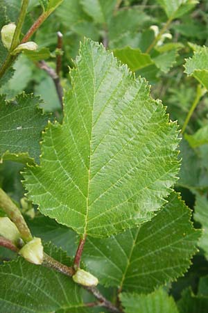 Alnus alnobetula \ Grn-Erle / Green Alder, D Oberstdorf 22.6.2011