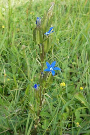 Gentiana utriculosa \ Schlauch-Enzian / Bladder Gentian, D Bad Hindelang 22.6.2011