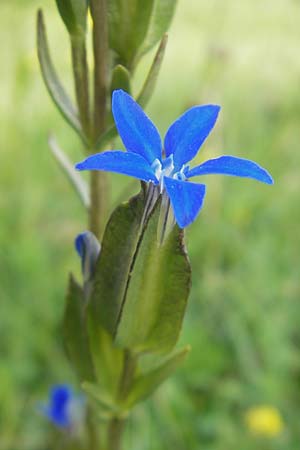 Gentiana utriculosa \ Schlauch-Enzian / Bladder Gentian, D Bad Hindelang 22.6.2011