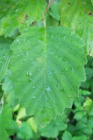 Alnus incana \ Grau-Erle / Grey Alder, Speckled Alder, D Franken/Franconia Happurg 6.8.2011