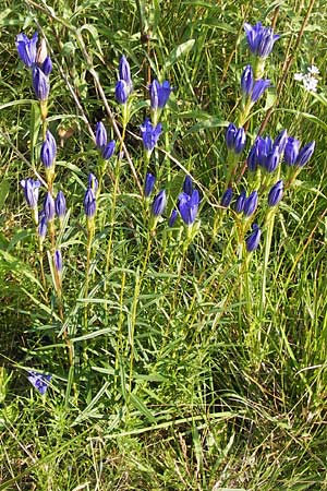 Gentiana pneumonanthe \ Lungen-Enzian / Marsh Gentian, D Pfalz, Speyer 25.7.2012