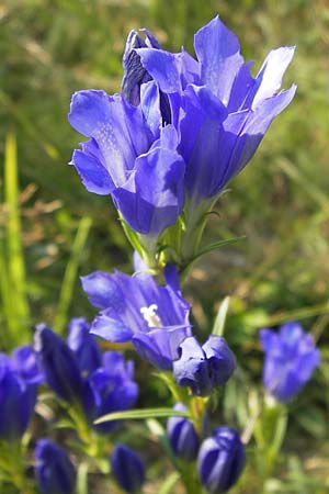 Gentiana pneumonanthe \ Lungen-Enzian / Marsh Gentian, D Pfalz, Speyer 25.7.2012