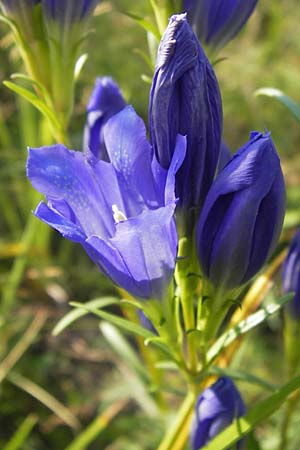 Gentiana pneumonanthe \ Lungen-Enzian / Marsh Gentian, D Pfalz, Speyer 25.7.2012