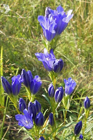 Gentiana pneumonanthe \ Lungen-Enzian / Marsh Gentian, D Pfalz, Speyer 25.7.2012