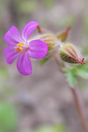 Geranium purpureum \ Purpur-Storchschnabel / Little Robin, Lesser Herb Robert, D Mannheim 1.5.2013
