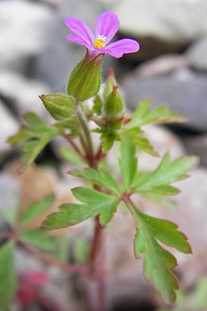 Geranium purpureum \ Purpur-Storchschnabel / Little Robin, Lesser Herb Robert, D Mannheim 1.5.2013