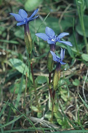 Gentiana verna \ Frhlings-Enzian / Spring Gentian, D Gruibingen 10.5.2005