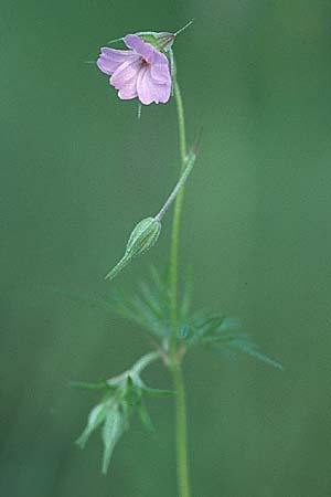 Geranium columbinum \ Tauben-Storchschnabel / Branched Crane's-Bill, D Schriesheim-Altenbach 20.5.2006