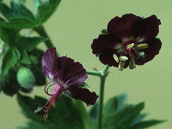 Geranium phaeum \ Brauner Storchschnabel / Dusky Crane's-Bill, D Schwarzwald/Black-Forest, Bad Liebenzell 30.5.1993