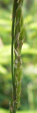 Glyceria fluitans \ Flutender Schwaden / Floating Sweet Grass, D Schwarzwald/Black-Forest, Kaltenbronn 7.7.2012