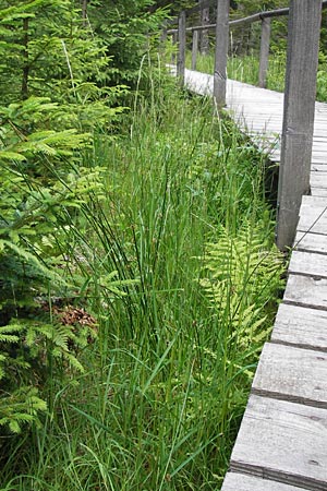 Glyceria fluitans \ Flutender Schwaden / Floating Sweet Grass, D Schwarzwald/Black-Forest, Kaltenbronn 7.7.2012