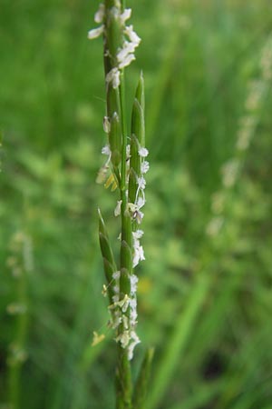 Glyceria fluitans \ Flutender Schwaden / Floating Sweet Grass, D Schwarzes Moor 6.7.2013