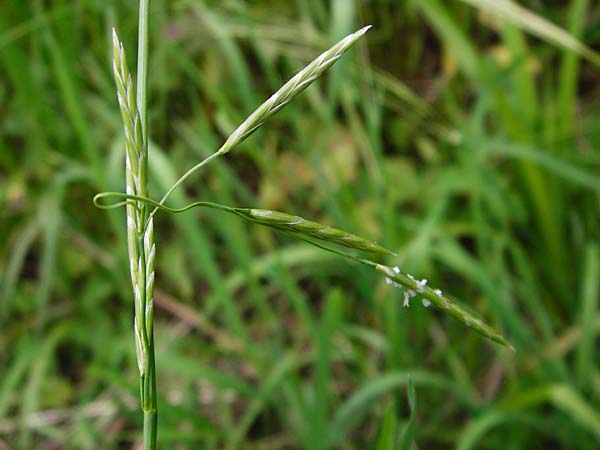 Glyceria fluitans \ Flutender Schwaden / Floating Sweet Grass, D Odenwald, Affolterbach 30.5.2014
