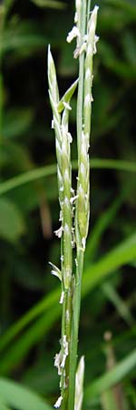 Glyceria fluitans \ Flutender Schwaden / Floating Sweet Grass, D Odenwald, Affolterbach 30.5.2014