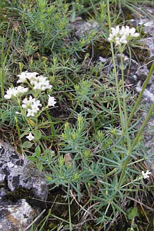 Galium glaucum \ Blaugrnes Labkraut / Glaucous Bedstraw, Waxy Bedstraw, D Nördlingen 23.5.2009