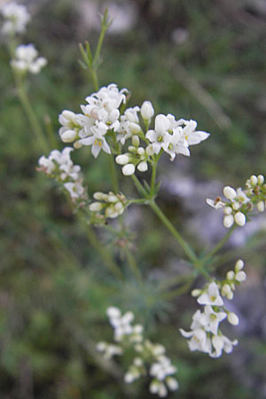 Galium glaucum \ Blaugrnes Labkraut / Glaucous Bedstraw, Waxy Bedstraw, D Nördlingen 23.5.2009