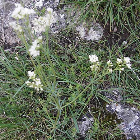 Galium glaucum \ Blaugrnes Labkraut / Glaucous Bedstraw, Waxy Bedstraw, D Nördlingen 23.5.2009