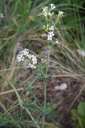 Galium glaucum \ Blaugrnes Labkraut / Glaucous Bedstraw, Waxy Bedstraw, D Wellheim im Urdonautal 6.6.2012
